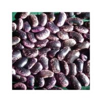 Good Quality Dried Purple Speckled Kidney Bean on sale