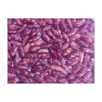 Non-GMO High Grade Natural Bulk Dried Purple Speckled Kidney Beans Dry Purple Speckled Beans for Food