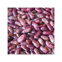 Purple speckled kidney beans and the best quality rich