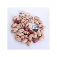 Light Speckled Kidney beans sugar beans pinto beans for sale