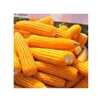 Yellow Maize, Dried Yellow Corn, Popcorn, White Corn Maize