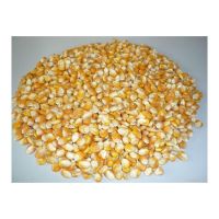 Sell Yellow Corn Maize Grains for Animal Feed / Animal Feed Corn Maize