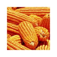 Wholesale Price Non-Glutinous Yellow Corn Maize Seeds / 100% Natural Quality Corn Seeds For Poultry