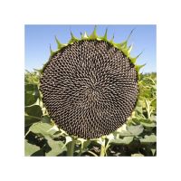 Sunflower Meal Pellets for Animal Feed