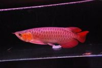 Arowana fishes available