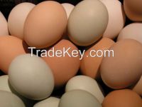 White and Brown Chicken eggs