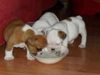 GORGEOUS ENGLISH BULLDOG PUPPIES AVAILABLE FOR SALE