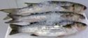 whiting block fish