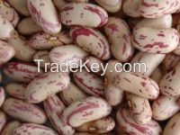 Kidney  Beans