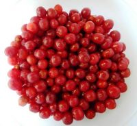 sour cherry and sweet cherry for sale