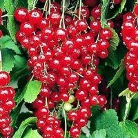 Gooseberry, red currant, black currant,