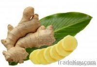 Ginger Extract