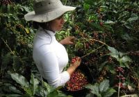 https://es.tradekey.com/product_view/Beans-Organic-Coffee-5779293.html