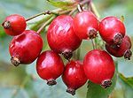 rosehip oil for skin care