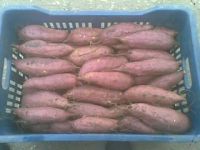 sweet potatoes