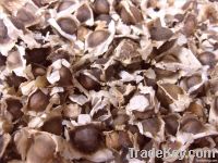 MORINGA OLEIFERA SEEDS