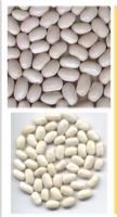 Nature white kidney bean plant extract phaseolin1%  