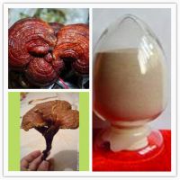 high quality ganoderma extract/ reishi mushroom extract