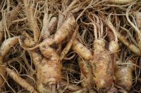 Organic and Common Ginseng Roots