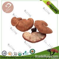 Healthcare products Ganoderma Lucidum Reishi Mushroom