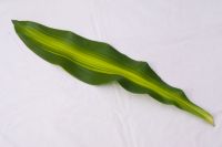 Cut foliage