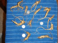 "Pride of the Ozarks" Wild American ginseng