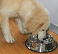 Top Thick Stainless Steel Skid Dog Bowl