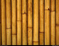 bamboo