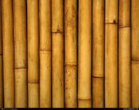 Bambo Plants