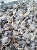 Palm Kernel shell