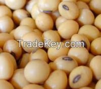 NON GMO SOYBEAN