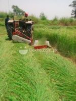 Rhodes Grass