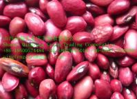 kidney bean