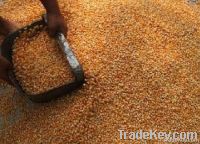 maize