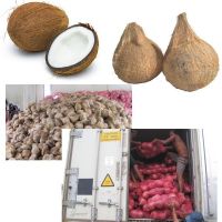 Semi Husked Fresh Mature Coconut