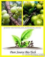Emblic Leafflower Fruit Extract