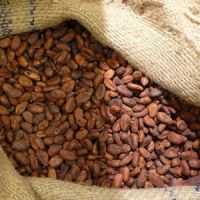 COCOA BEANS GOOD FERMENTED