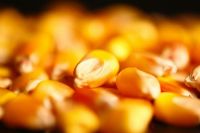 Yellow corn (maize)