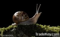 Alive Helix Aspersa USA