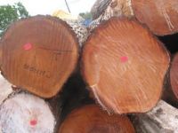 Tropical hard and soft wood in logs and sawn timber