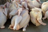 Quality  frozen Whole chicken Broiler