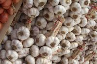 Fresh  Garlic low price 