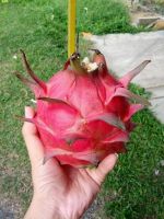 Dragon Fruits (HALAL)