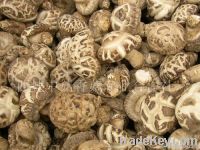 Dried Flower Mushroom