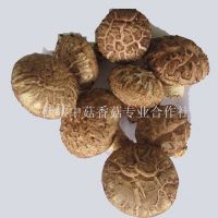 fresh chinese mushroom