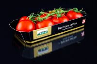 Harmony tomato 500g prepacked