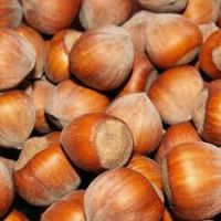 Hazelnuts