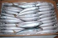 Small Size Sea Frozen Pacific Mackerel Supplier