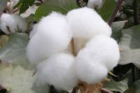 Raw Cotton