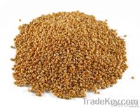 Sorghum